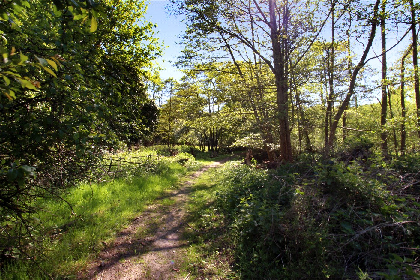Woodland
